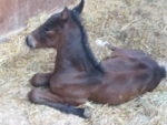 Stonebridge Farm
